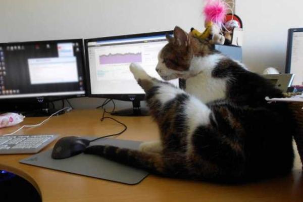 Для повышения производительности труда японская фирма предложила сотрудникам ходить на работу с кошками