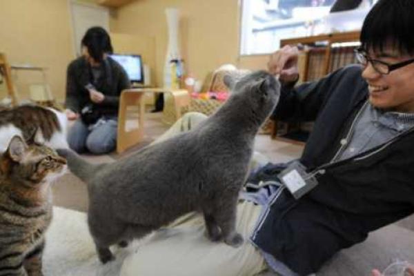 Для повышения производительности труда японская фирма предложила сотрудникам ходить на работу с кошками