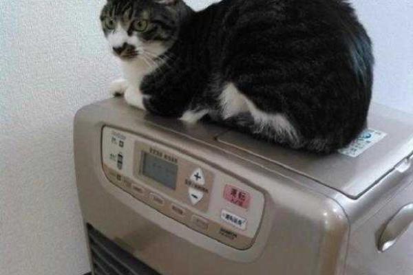 Для повышения производительности труда японская фирма предложила сотрудникам ходить на работу с кошками