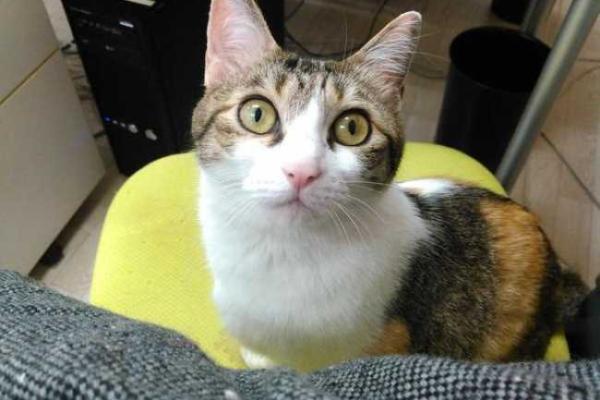 Для повышения производительности труда японская фирма предложила сотрудникам ходить на работу с кошками