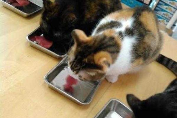 Для повышения производительности труда японская фирма предложила сотрудникам ходить на работу с кошками