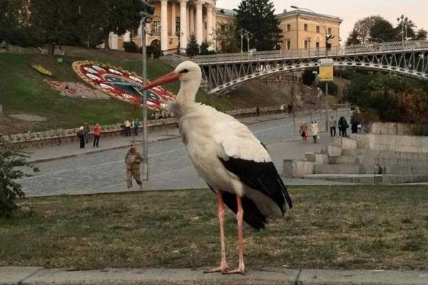 По Крещатику в Киеве спокойно гулял аист По Крещатику в Киеве спокойно гулял аист