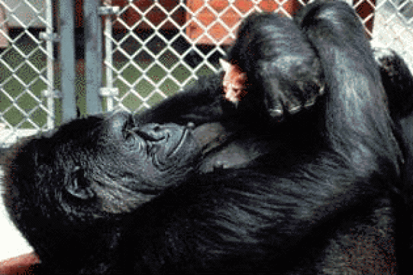 Горилла Коко "усыновила" двух котят