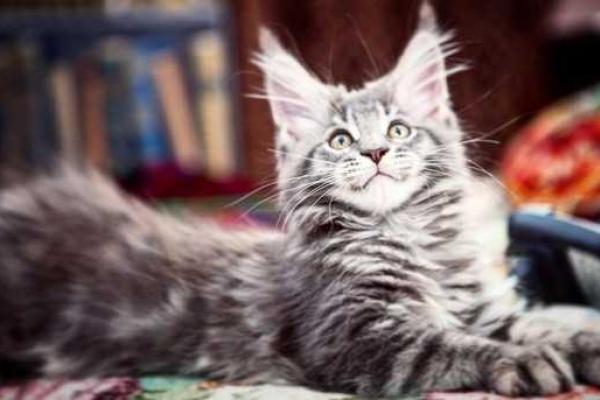 В семье певицы Ирины Дубцовой пополнение