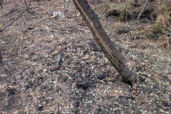 На Донетчине саперы взорвали обнаруженный в лесопосадке схрон с боеприпасами