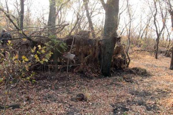 На Донетчине саперы взорвали обнаруженный в лесопосадке схрон с боеприпасами