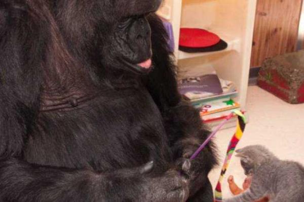 Горилла Коко "усыновила" двух котят