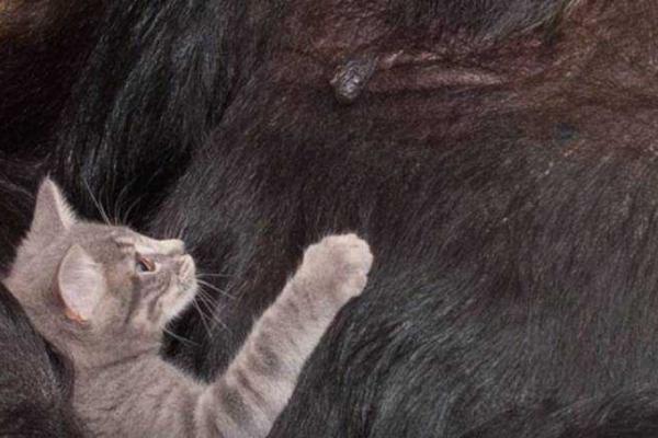 Горилла Коко "усыновила" двух котят