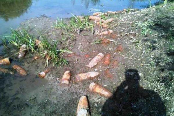 На Житомирщине грибники обнаружили полсотни старых снарядов в высохшем болоте На Житомирщине грибники обнаружили полсотни старых снарядов в высохшем болоте