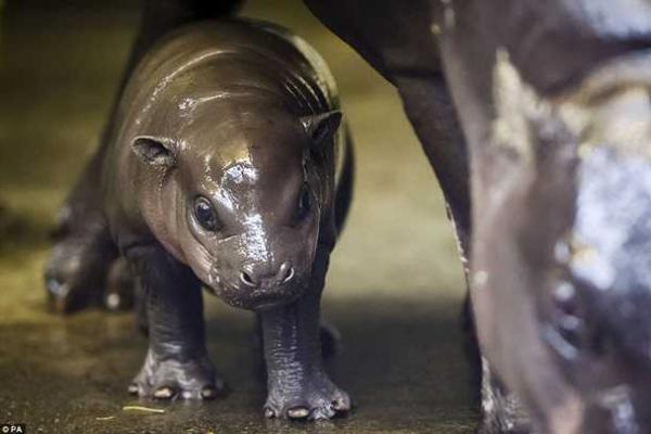 В Британии зоопарк вывел в свет детеныша редкого карликового бегемота В Британии зоопарк вывел в свет детеныша редкого карликового бегемота
