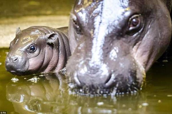 В Британии зоопарк вывел в свет детеныша редкого карликового бегемота В Британии зоопарк вывел в свет детеныша редкого карликового бегемота