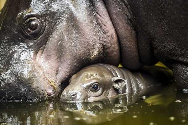 В Британии зоопарк вывел в свет детеныша редкого карликового бегемота В Британии зоопарк вывел в свет детеныша редкого карликового бегемота