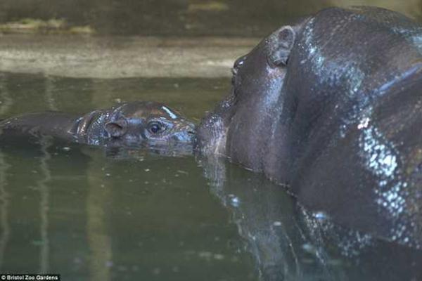 В Британии зоопарк вывел в свет детеныша редкого карликового бегемота В Британии зоопарк вывел в свет детеныша редкого карликового бегемота