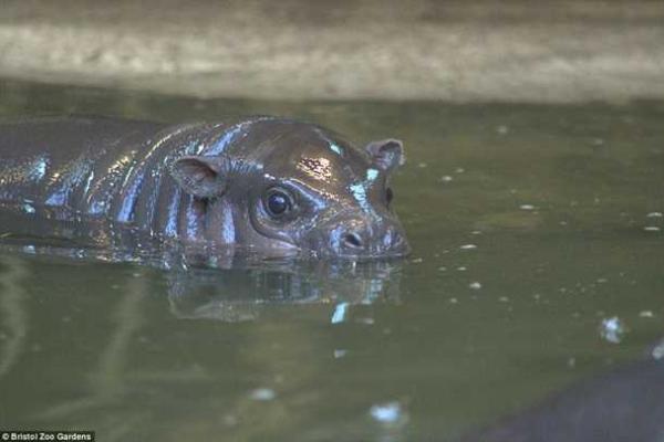 В Британии зоопарк вывел в свет детеныша редкого карликового бегемота В Британии зоопарк вывел в свет детеныша редкого карликового бегемота