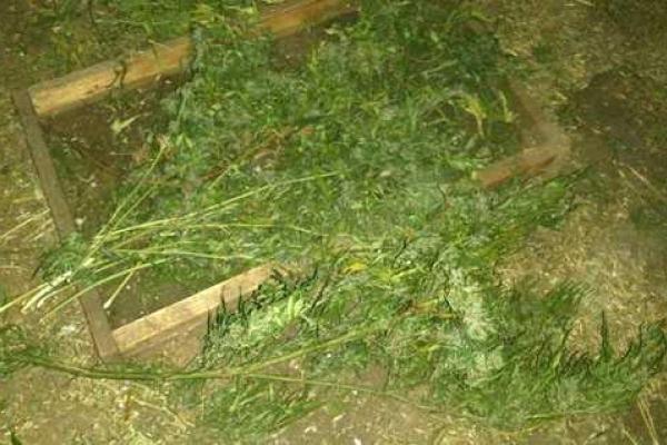 Житель Дзержинска был задержан за хранение наркотического сырья Житель Дзержинска был задержан за хранение наркотического сырья