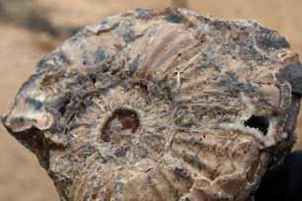 В Британию на раскопки съезжаются охотники за древними окаменелостями