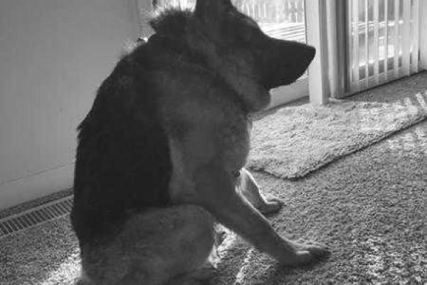 Новой звездой интернета стала собака-инвалид Квазимодо 