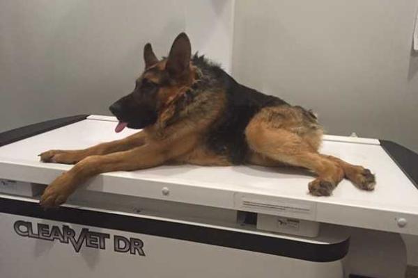 Новой звездой интернета стала собака-инвалид Квазимодо 