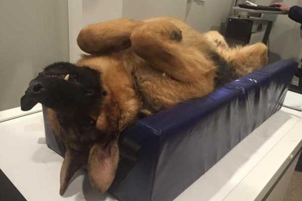 Новой звездой интернета стала собака-инвалид Квазимодо 