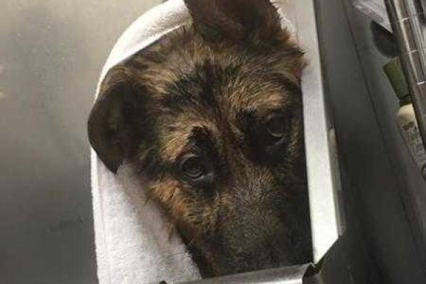 Новой звездой интернета стала собака-инвалид Квазимодо 