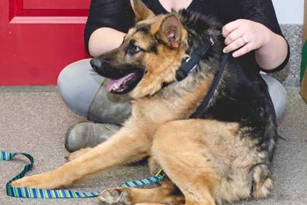 Новой звездой интернета стала собака-инвалид Квазимодо 