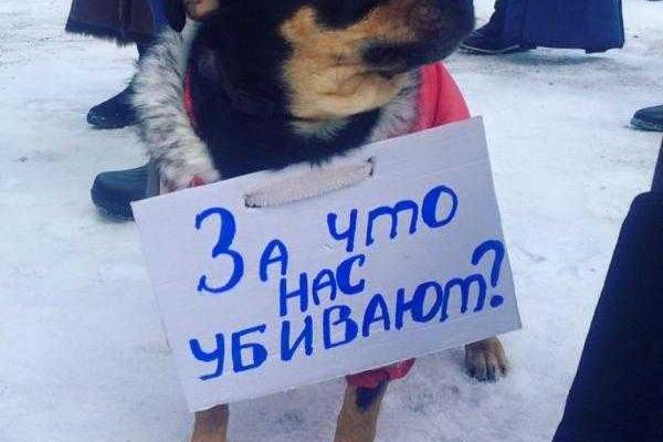 В Донецке нашлись храбрецы, вышедшие на митинг против отстрела собак В Донецке нашлись храбрецы, вышедшие на митинг против отстрела собак