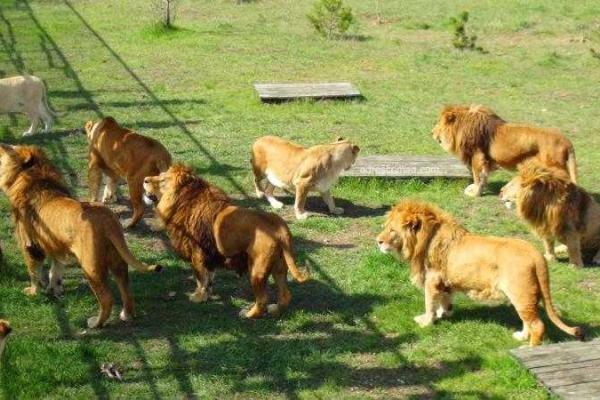 Крым потеряет сразу два зоопарка: заповедник "Сказка" и парк львов "Тайган" переедут в Китай