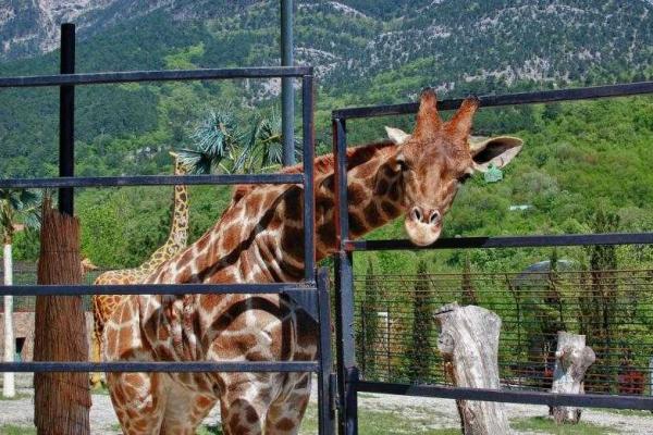 Крым потеряет сразу два зоопарка: заповедник "Сказка" и парк львов "Тайган" переедут в Китай