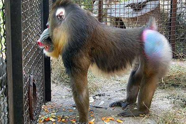 Крым потеряет сразу два зоопарка: заповедник "Сказка" и парк львов "Тайган" переедут в Китай