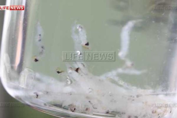 Жители российского города Тавды возмущены качеством питьевой воды: из кранов течет вода с червями