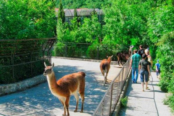 Крым потеряет сразу два зоопарка: заповедник "Сказка" и парк львов "Тайган" переедут в Китай