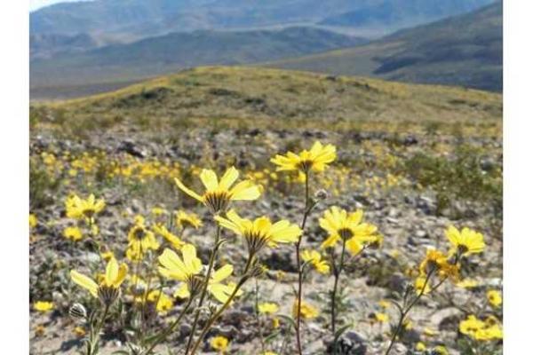 В США в штате Калифорния впервые за 10 лет зацвела Долина Смерти