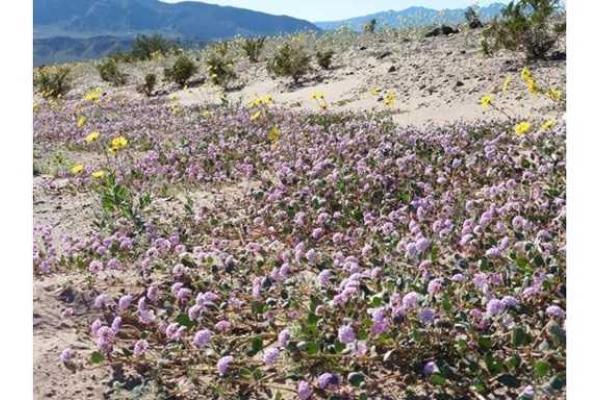 В США в штате Калифорния впервые за 10 лет зацвела Долина Смерти