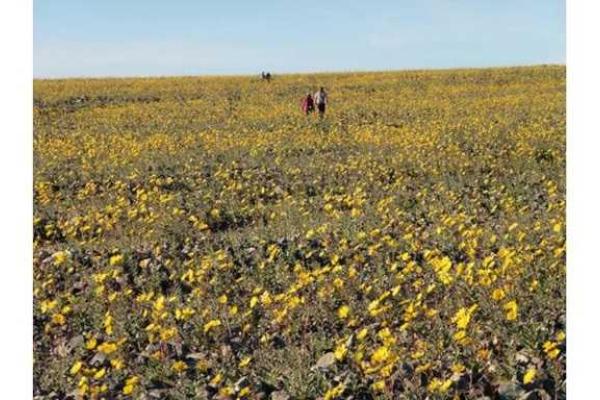 В США в штате Калифорния впервые за 10 лет зацвела Долина Смерти