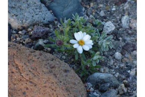 В США в штате Калифорния впервые за 10 лет зацвела Долина Смерти