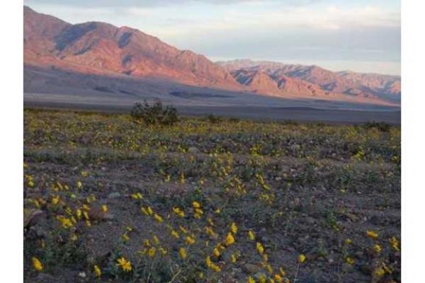 В США в штате Калифорния впервые за 10 лет зацвела Долина Смерти