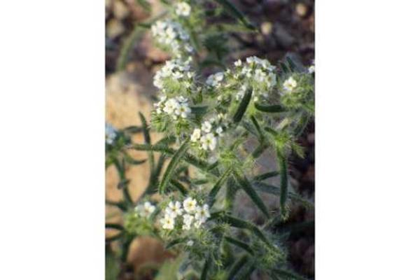 В США в штате Калифорния впервые за 10 лет зацвела Долина Смерти