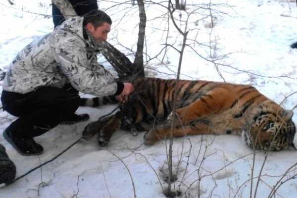 По улицам Воронежа "путешествовал" сбежавший тигр: хищника усыпили и отправили в зоопарк