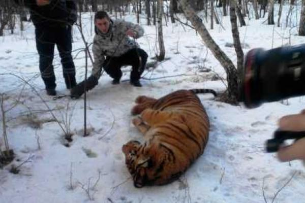 По улицам Воронежа "путешествовал" сбежавший тигр: хищника усыпили и отправили в зоопарк