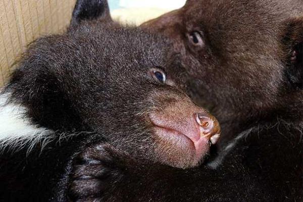 Пополнение в Харьковском зоопарке: во время зимней спячки родилась тройня медвежат