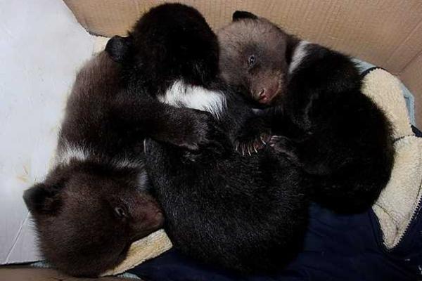 Пополнение в Харьковском зоопарке: во время зимней спячки родилась тройня медвежат