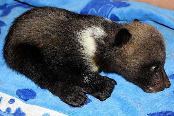 Пополнение в Харьковском зоопарке: во время зимней спячки родилась тройня медвежат