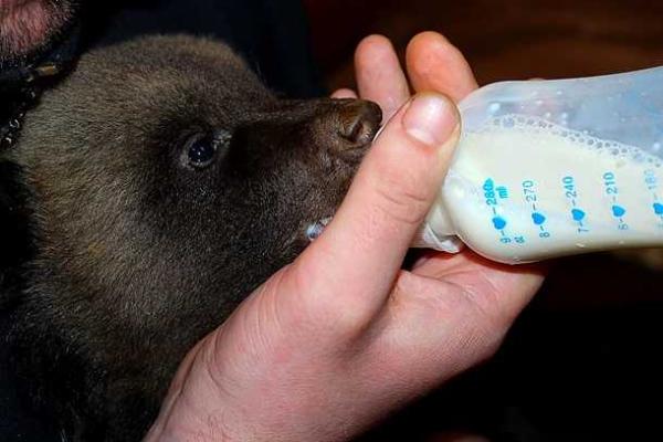 Пополнение в Харьковском зоопарке: во время зимней спячки родилась тройня медвежат