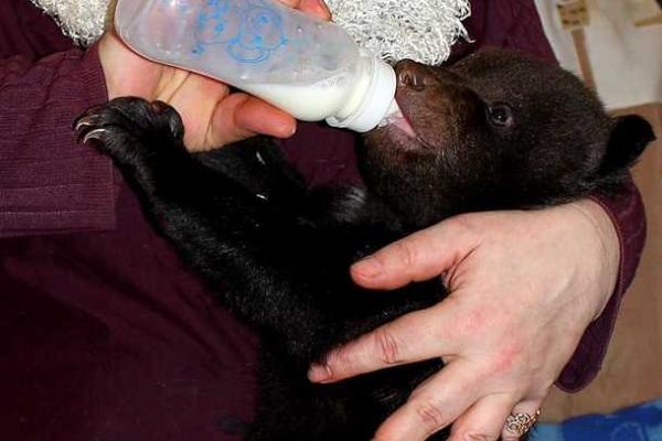 Пополнение в Харьковском зоопарке: во время зимней спячки родилась тройня медвежат