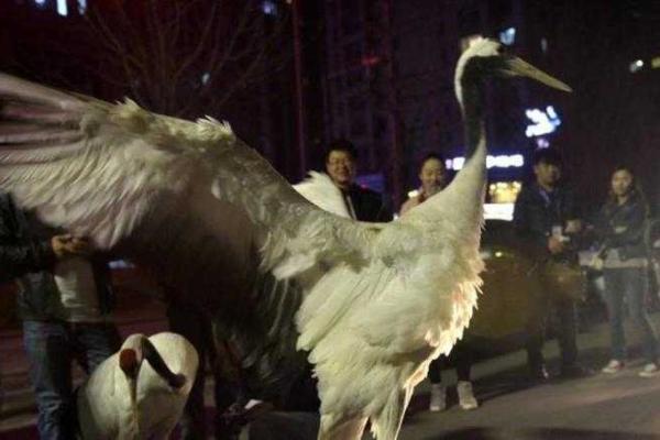 По улицам китайского города Шэньян прогуливались журавли вымирающего вида