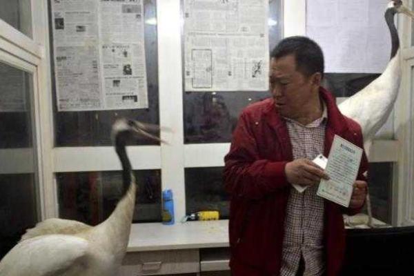 По улицам китайского города Шэньян прогуливались журавли вымирающего вида