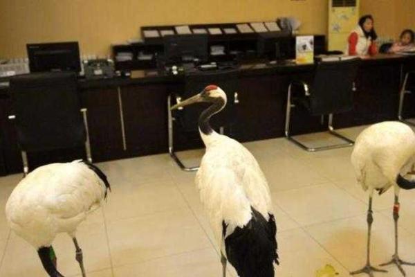 По улицам китайского города Шэньян прогуливались журавли вымирающего вида