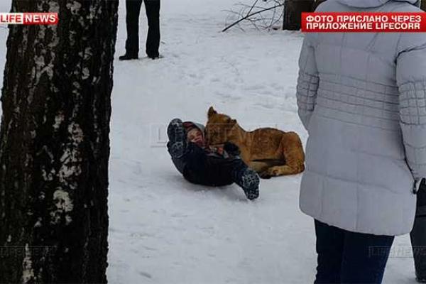 В российском Владимире львенок из передвижного зоопарка напал на ребенка В российском Владимире львенок из передвижного зоопарка напал на ребенка