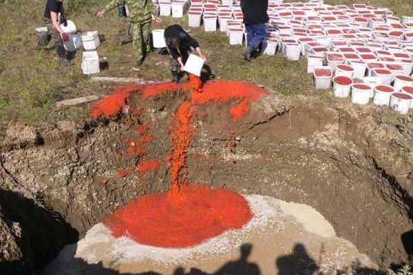 На Камчатке сожгли четыре тонны конфискованной соленой икры
