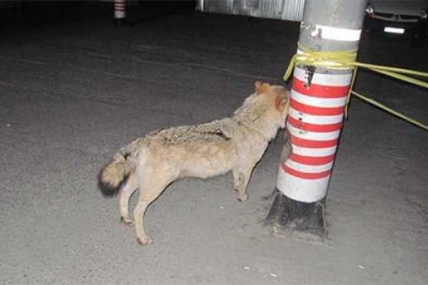 Пьяные приятели, решив пошутить, украли из киевского отеля... чучело волка Пьяные приятели, решив пошутить, украли из киевского отеля... чучело волка